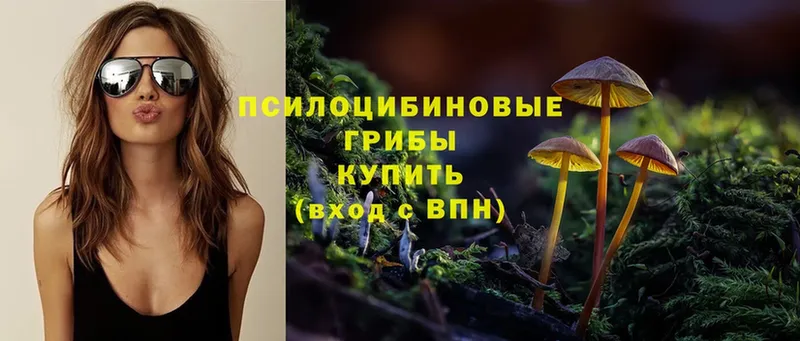 Псилоцибиновые грибы Cubensis  Кириши 