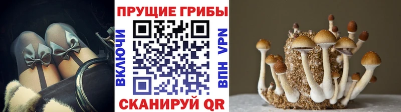 площадка официальный сайт  Кириши  Псилоцибиновые грибы мицелий 